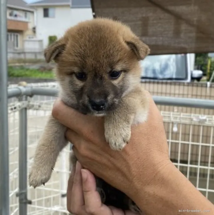 Tommy 様のお迎えした子犬