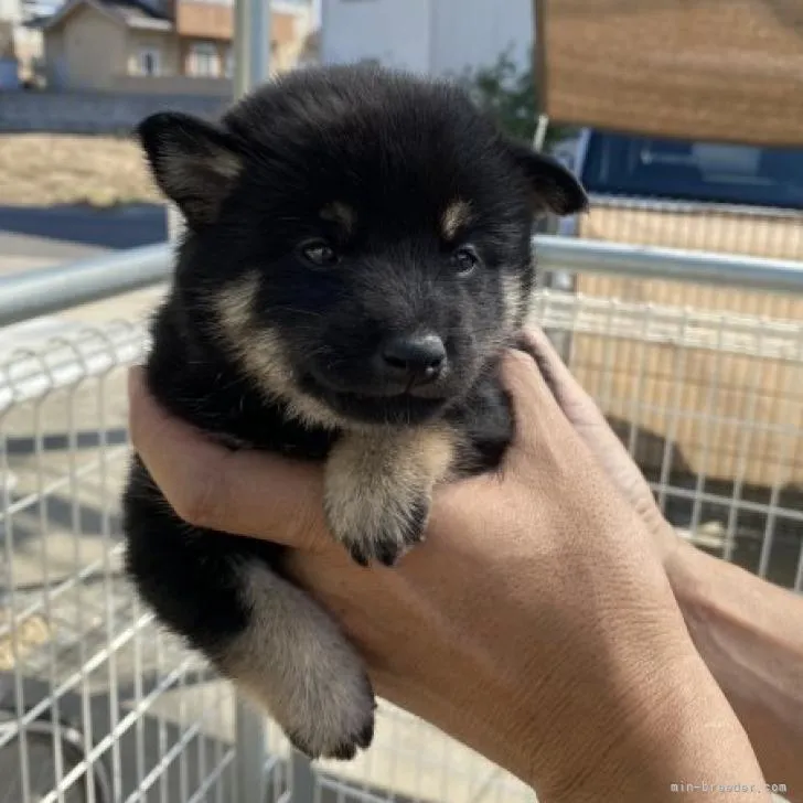 ID：2210-00328の子犬