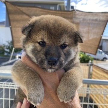 柴犬(標準サイズ)【岡山県・女の子・2023年9月19日・赤】の写真「おっとりして可愛いですよ」