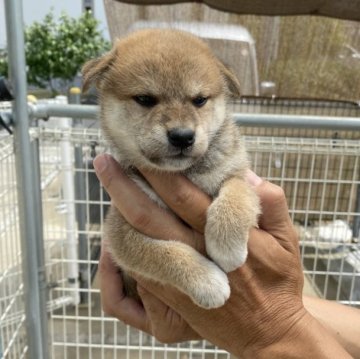 柴犬(標準サイズ)【岡山県・女の子・2024年7月8日・赤】の写真「キリッとしてます」