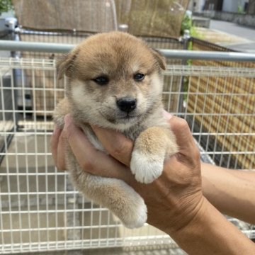 柴犬(標準サイズ)【岡山県・女の子・2024年7月8日・赤】の写真「おっとりしてます」