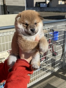柴犬(標準サイズ)【岡山県・女の子・2021年11月18日・赤】の写真「ハイレベルの子犬です」