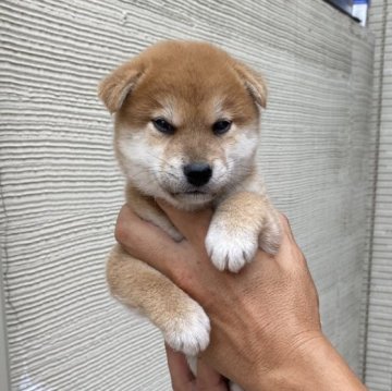 柴犬(標準サイズ)【岡山県・男の子・2024年6月10日・赤】の写真「美しい赤色です」