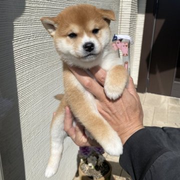 柴犬(標準サイズ)【岡山県・男の子・2024年1月15日・赤】の写真「綺麗な赤色です」