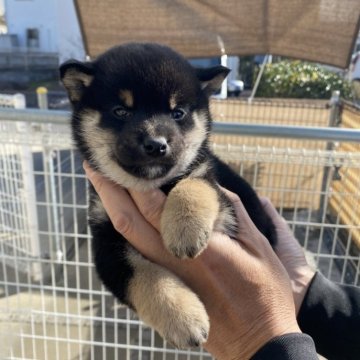 柴犬(標準サイズ)【岡山県・男の子・2023年12月22日・黒】の写真「３色バランス良い黒毛です」