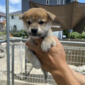 柴犬(標準サイズ)【岡山県・男の子・2024年6月16日・赤】の写真「小柄なオスです」