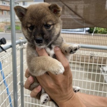 柴犬(標準サイズ)【岡山県・女の子・2023年8月10日・赤】の写真「可愛らしい顔してます」