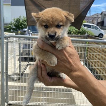 柴犬(標準サイズ)【岡山県・男の子・2024年6月16日・赤】の写真「なかなか男前ですよ」