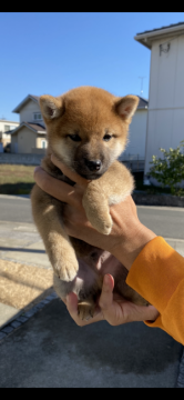 柴犬(豆柴)【岡山県・男の子・2021年9月10日・赤】の写真「両親ともに3代祖豆柴認定犬」