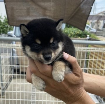 柴犬(豆柴)【岡山県・女の子・2024年6月18日・黒】の写真「３色のバランスが良いです」