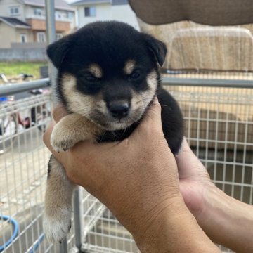 柴犬(標準サイズ)【岡山県・女の子・2024年8月12日・黒】の写真「バランスの良い黒メスです」