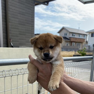 柴犬(標準サイズ)【岡山県・男の子・2022年4月20日・赤】の写真「オスらしい顔してます」