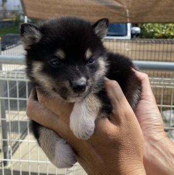 柴犬(標準サイズ)【岡山県・女の子・2022年9月12日・黒】の写真「品の良い黒メスです」