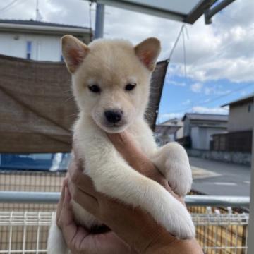 柴犬(標準サイズ)【岡山県・男の子・2022年9月12日・白(淡赤)】の写真「鼻も真っ黒です」