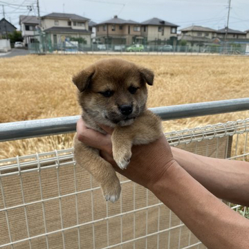 柴犬(標準サイズ)【岡山県・女の子・2022年4月20日・赤】の写真「良い顔してます」
