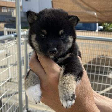 柴犬(標準サイズ)【岡山県・男の子・2022年9月1日・黒】の写真「質の良い黒毛です」