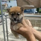 柴犬(標準サイズ)【岡山県・女の子・2024年6月18日・赤】の写真1