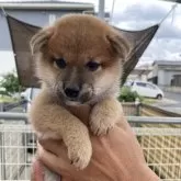 柴犬(標準サイズ)【岡山県・男の子・2024年6月10日・赤】の写真1