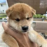 柴犬(標準サイズ)【岡山県・男の子・2022年6月27日・赤色】の写真1