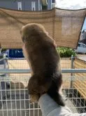 柴犬(標準サイズ)【岡山県・女の子・2023年9月19日・赤】の写真5