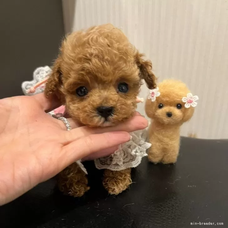 ID：2411-06513の子犬