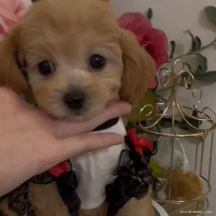 ID：2506-07266の子犬