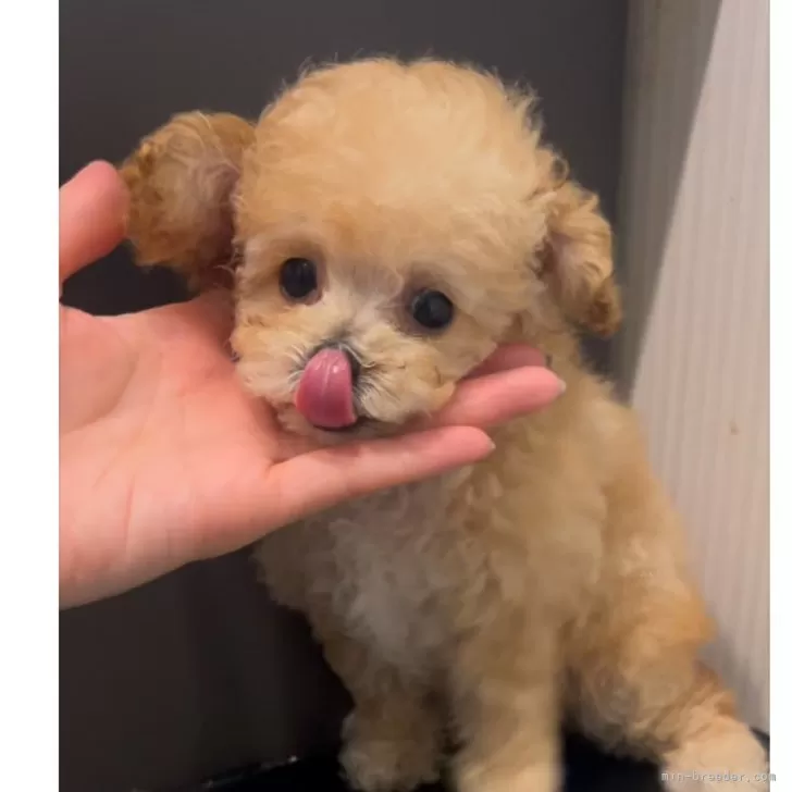 ID:2501-03637の子犬