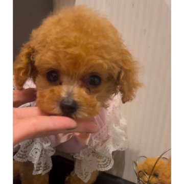 トイプードル(ティーカップ)【広島県・男の子・2024年10月15日・アプリコット】の写真「❤️小さな小さな可愛いすぎる男の子です❤️」