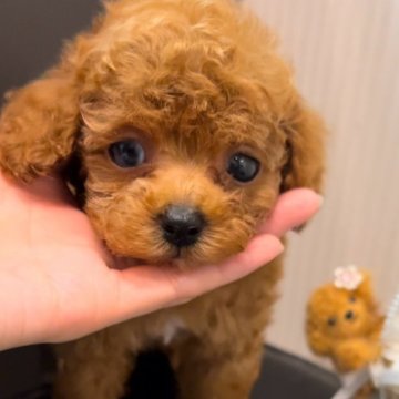 トイプードル(ティーカップ)【広島県・男の子・2024年10月17日・レッド】の写真「❤️マズルの短いお顔の可愛い小さな男の子❤️」