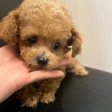 トイプードル(ティーカップ)【広島県・女の子・2024年11月15日・レッド】の写真「小さな小さなお顔の可愛ぎる女の子❤️」