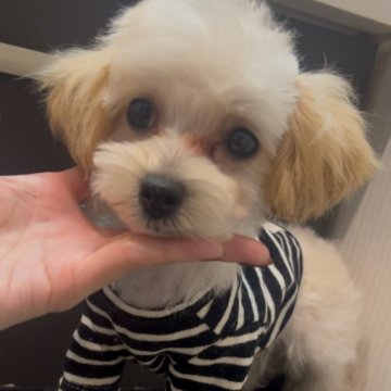 マルプー(トイプードル×マルチーズ)【広島県・男の子・2025年1月14日・クリーム】の写真「❤️お目目くりくりの激カワくん❤️」