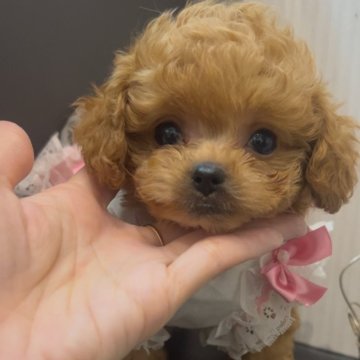 ポメプー(トイプードル×ポメラニアン)【広島県・女の子・2025年1月21日・レッド】の写真「❤️たまらなく激かわのポメプーの女の子❤️」