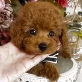 タイニープードル