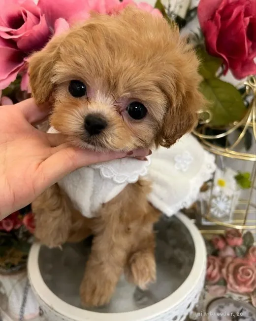 ID：2202-04104の子犬