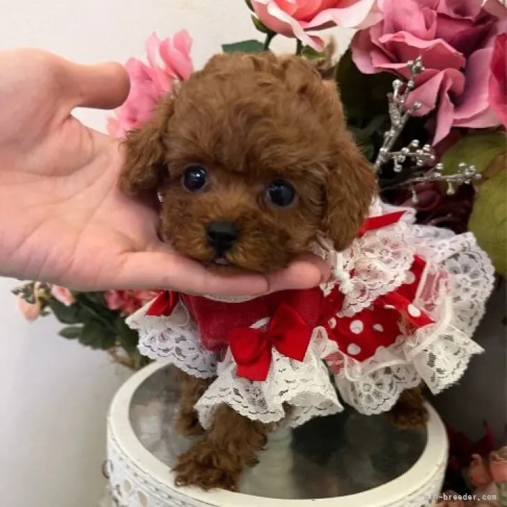 ID：2305-02895の子犬