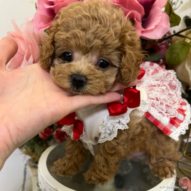 ID：2208-05310の子犬