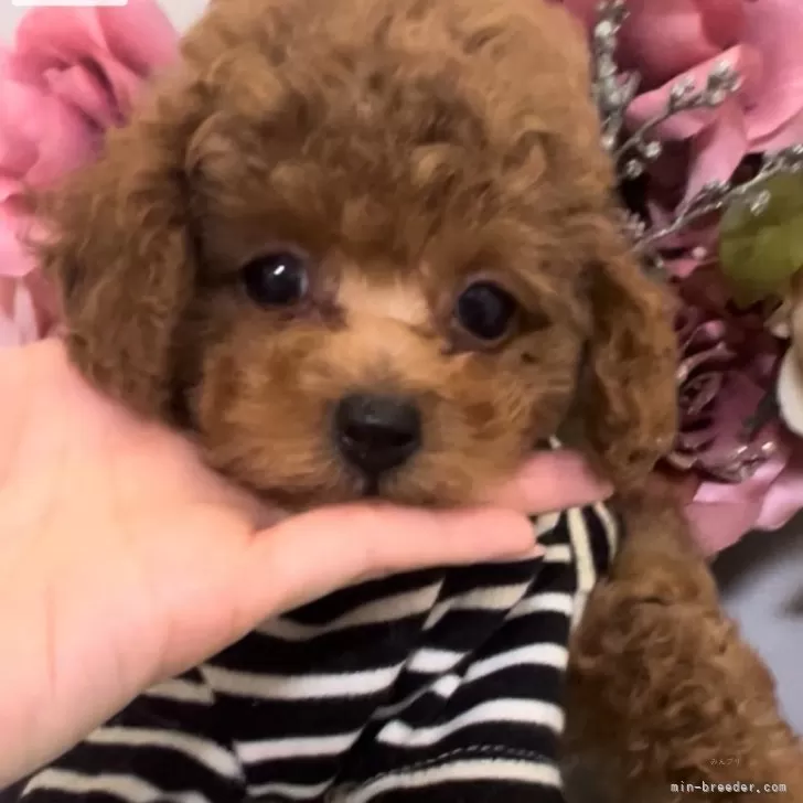 ID：2405-04916の子犬