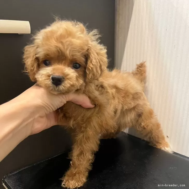 ID：2410-04542の子犬