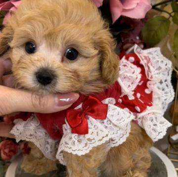 マルプー【広島県・男の子・2022年8月20日・アプリ】の写真「♥️ママ1.6Kg★ババ900g★ちびくん♥️」