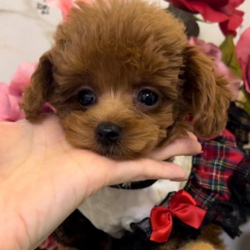 ポメプー(トイプードル×ポメラニアン)【広島県・女の子・2023年12月22日・レッド】の写真「お鼻が短い♡可愛すぎるMIX姫❤️他県割りあり‼️」