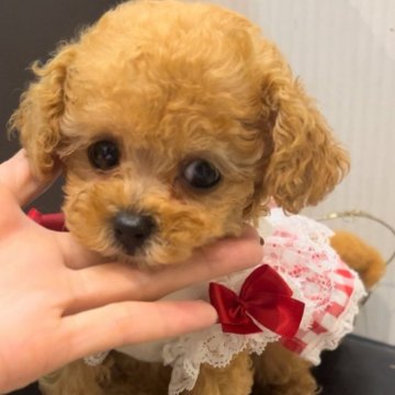 トイプードル(ティーカップ)【広島県・女の子・2024年7月28日・アプリコット】の写真「お目目の大きい❤️マズル短い可愛すぎる女の子❤️」