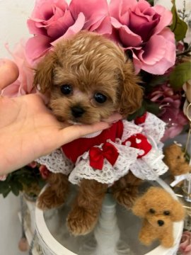 ペキプー【広島県・女の子・2022年1月25日・レッド系】の写真「❤️極小お顔の可愛いお姫様❤」