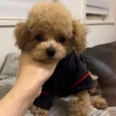 ティーカッププードル【広島県・男の子・2023年3月3日・アプリコット】の写真1「5月16日撮影❤️」