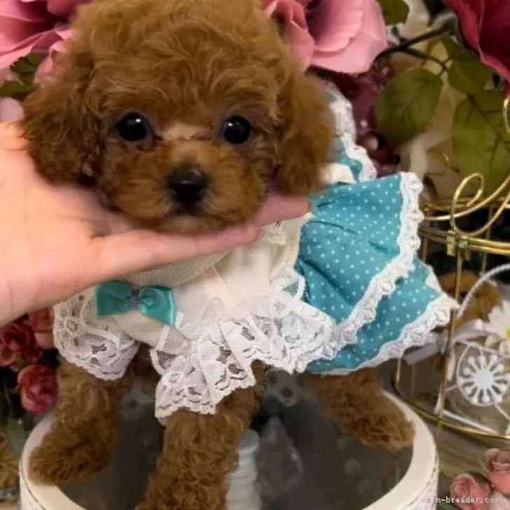 ID：2210-00015の子犬