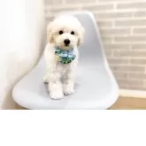 タイニープードル