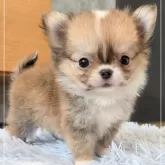 チワワ(ロング)【愛知県・女の子・2025年4月14日・レッド&ホワイト】の写真12