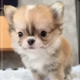 チワワ(ロング)【愛知県・女の子・2025年4月14日・レッド&ホワイト】の写真15