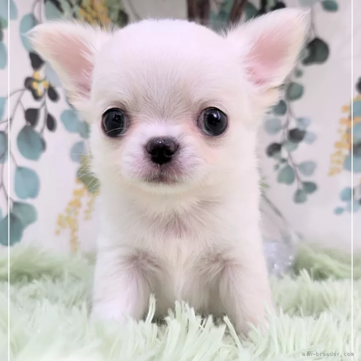 ID：2501-04204の子犬