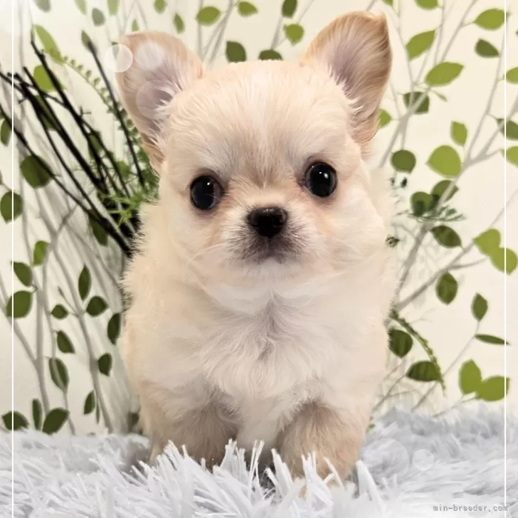 ID：2411-02228の子犬
