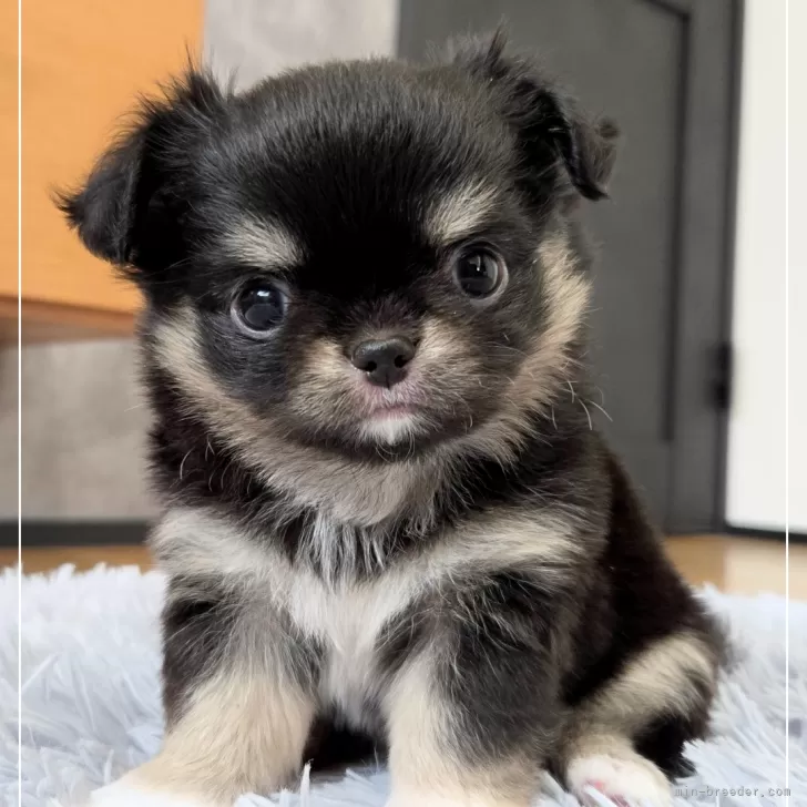 ID：2505-06807の子犬